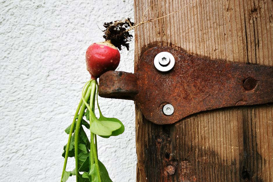 Radieschen auf Altholztür. Kraftalm. Itter. Tirol. Kitzbüheler Alpen